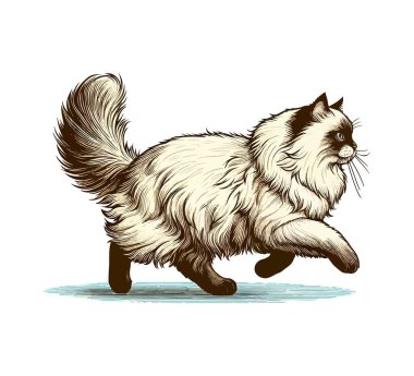 ragdoll cat hand drawn vector vintage clipart