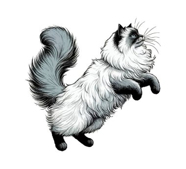 ragdoll cat hand drawn vector vintage clipart