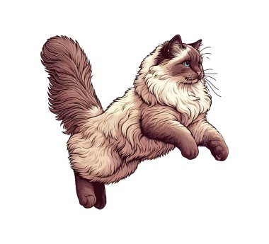 ragdoll cat hand drawn vector vintage clipart