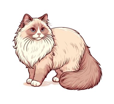 ragdoll cat hand drawn vector vintage clipart