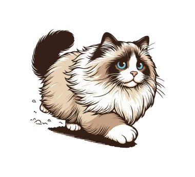 ragdoll cat hand drawn vector vintage clipart