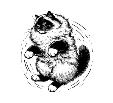 ragdoll cat hand drawn vector vintage clipart