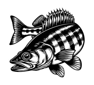 Walleye fish hand drawn vintage vector clipart