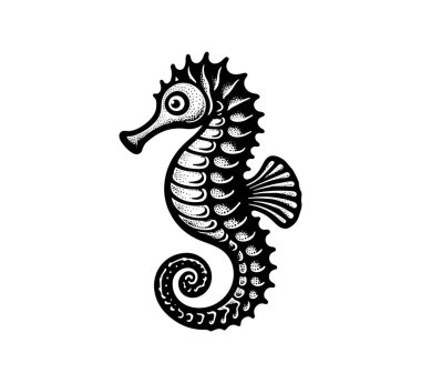 Seahorse hand drawn vecctor illustration clipart