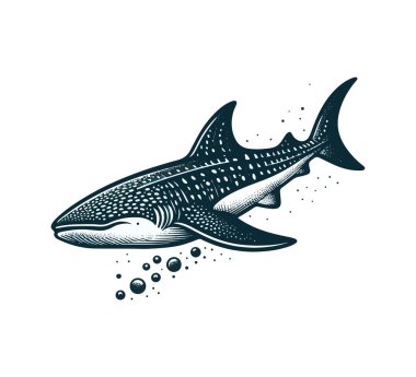 Whale Shark hand drawn vector illustration clipart