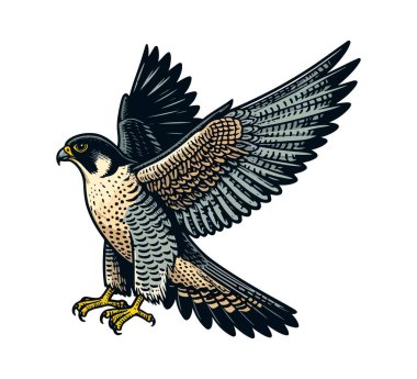 Peregrine falcon hand drawn vector illustration graphic clipart