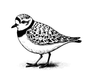 Piping plover bird hand drawn vector clipart