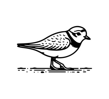 Piping plover bird hand drawn vector clipart