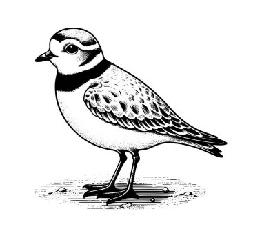 Piping plover bird hand drawn vector clipart