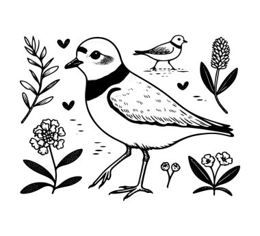 Piping plover bird hand drawn vector clipart