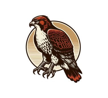 Red-tailed hawk hand drawn vector illustration clipart