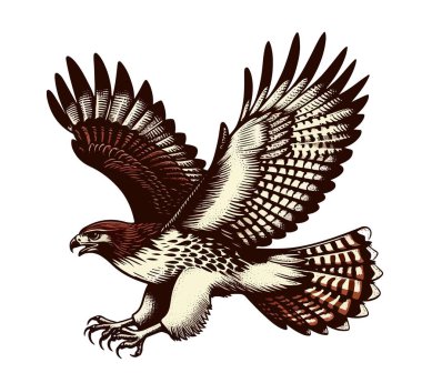 Red-tailed hawk hand drawn vector illustration clipart