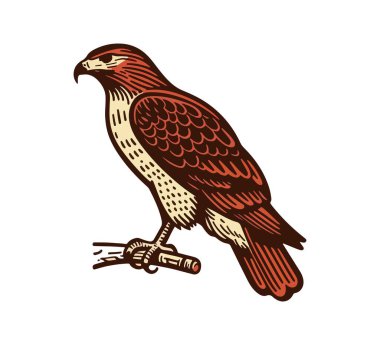 Red-tailed hawk hand drawn vector illustration clipart