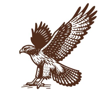 Red-tailed hawk hand drawn vector illustration clipart