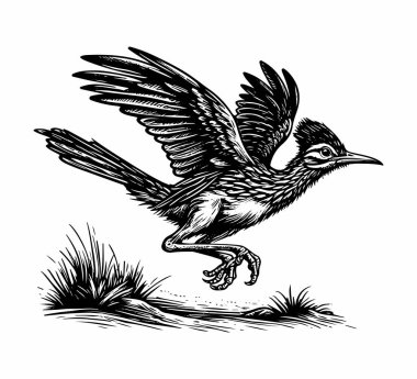 Roadrunner bird hand drawn vintage illustration vector clipart