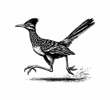 Roadrunner bird hand drawn vintage illustration vector clipart