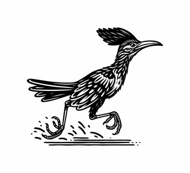 Roadrunner bird hand drawn vintage illustration vector clipart