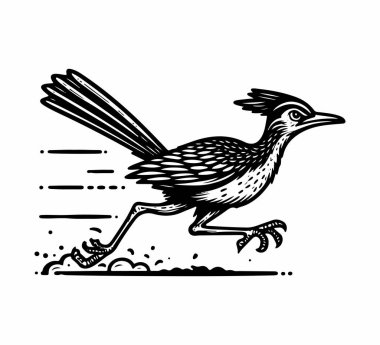 Roadrunner bird hand drawn vintage illustration vector clipart