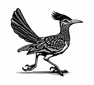 Roadrunner bird hand drawn vintage illustration vector clipart