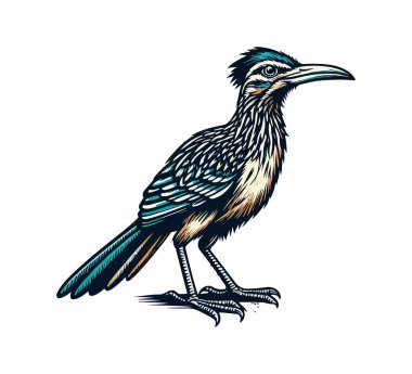 Roadrunner bird hand drawn vintage illustration vector clipart