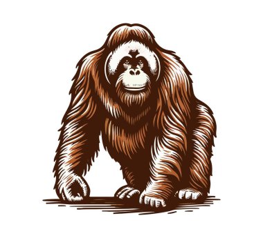 Orangutan hand drawn vector illustration clipart