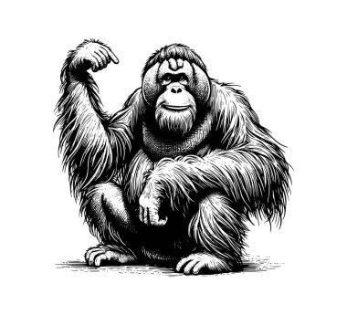 Orangutan hand drawn vector illustration clipart