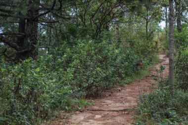Kurak mevsimde yeşil tropikal ormanlar, yağmurun azalmasına rağmen yeşilliklerinin çoğunu korurlar..
