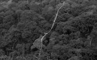 Dağ vadisi ve tropikal ormanın siyah ve beyaz arka planı gün boyunca bulutlu hava ile fotoğraflandı