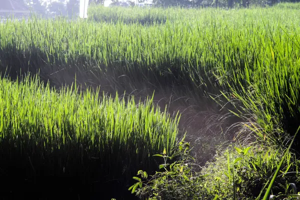 Endonezya, 2 Mei 2025, sabahın erken saatlerinde genç bir çeltik tarlasının dingin güzelliğine tanık olun. Yumuşak güneşe doğru uzanan yemyeşil filizler huzurlu kırsal kesimde bereketli bir hasat vaat ediyor. 