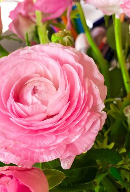 Ranunculus 'un masadaki vazoda çekilmiş fotoğrafı.