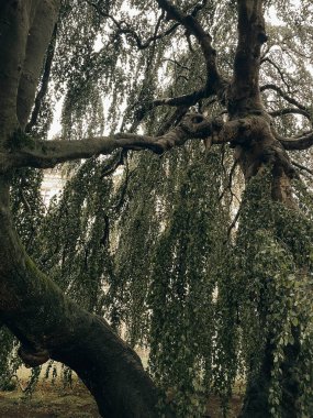 Schwerin Kalesi 'nin manzara ve mimarisinin fotoğrafı, Kuzey Almanya, Mecklenburg-Vorpommern