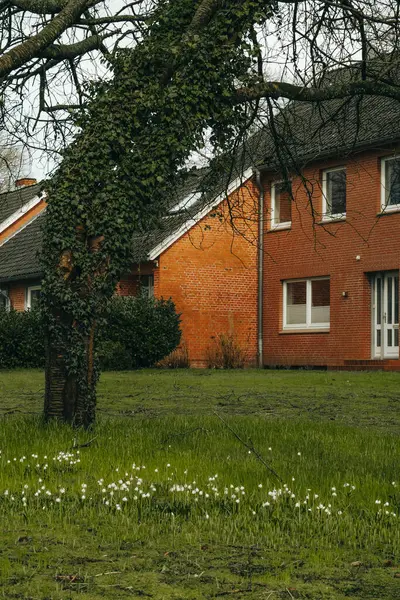 Narin bahar çiçekleri yeşil çimenlerdeki kardamlaları ilk bahar çiçekleri.