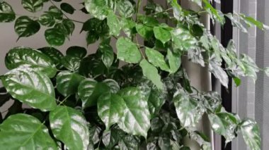 Sulama yeşil yaprakları kırmızı sprey başlıklı. Sprey mutlu ağaç süsleme evi suyla yakın çekim, yavaş çekim video ile.