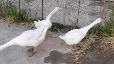 Otları yiyen kazlar, kafesten çıkan kazlar, beyaz yetişkin kazlar. Kırsal bölge kavramı.