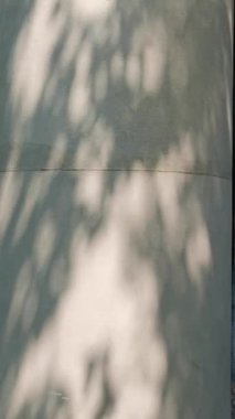 Ağaç yapraklarının gölgesi güneş ışığı altında canlı bir şekilde sallanıyor, doğa kavramı.