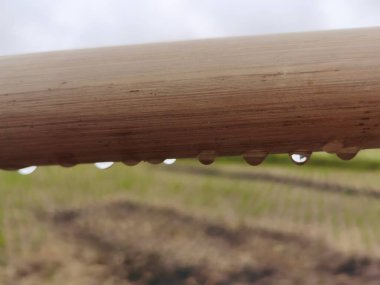 Kurumuş bambu sırığına su damlasını yakın. Güzel su damlaları, benekli bambu direğine düşer.