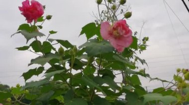 Hibiscus çiçekleri, çiçek açmış Hibiscus ağacı. Pamuk gülü, Chengdu şehrinin şehir çiçeği, Çin 'de, düşük açılı çekim, bulutlu gökyüzü arkaplanı.