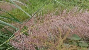 Uzun kabarık otlar, pembe çiçekli tilki kuyruğu otlar, kır evi arka planlı yabani bitkiler.