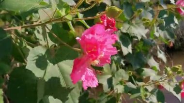 Yabanarıları rüzgârda Hibiscus çiçeklerini kepçelerler. Arılar kırmızı bir çiçekte polen taşıyıcı görevi görürler. Video, çiçekle rüzgârda etkileşime giren arıyı yakından görüntülüyor. Detayları gösteriyor.