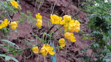 Senna tora (Cassia tora, orak senna, orak senna, tora, kahve kapsülü, foetid cassia, senna), gagalı bir bitkidir. Geleneksel tıp. Güzel yeşil senna spektabilis bikapsülaris çiçeği. Çin şifalı bitkiler.
