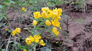 Senna tora (Cassia tora, tora, orak senna, orak kapsül, tora, kahve kapsülü, foetid cassia, senna, sicklepod) rüzgarda süzülen taze sarı çiçekler. Çin şifalı bitkiler