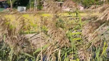 Güneşli bir sabahta, çeltik tarlasının arka planında hendeğin yanında sallanan yabani sazlıklar. Sonbahar manzarasında olgun sazlıklar. Göl kenarındaki Herb Meadow 'a Sonbahar manzarası.