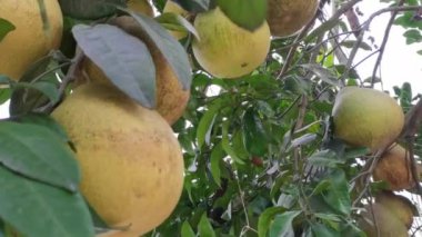 Yeşil yapraklarla ağaçta asılı duran benekli Pomelo meyvesi (Pummelo veya Citrus maxima), sonbaharda hasat mevsimi konsepti toplamaya hazırlanan olgun pomelo.