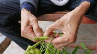 Dişi Eller dallarından edamame fasulyelerini sıkıyor. Aşçıyı hazırlamak için kozadan edamame kabuğunu çıkarıyorlar..