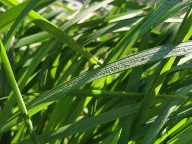 Closeup morning dew on Dogtail grass leaves .Wild grass beside road decorating nature world clipart