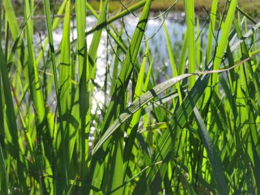 Kapalı köpek kuyruklu çimenler çiğ ve güneş ışığı ile yapraklar. Çeltik tarlası arka planıyla doğa dünyasının yanında yabani otlar.