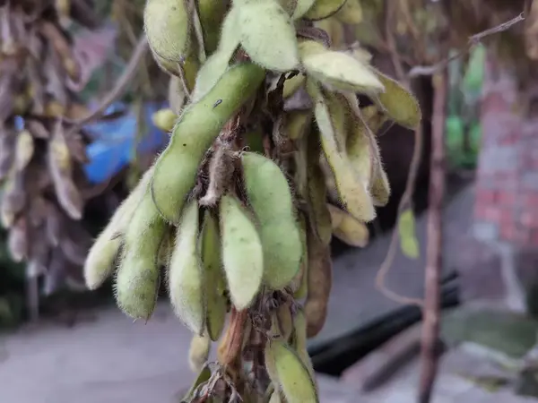 Hava yoluyla kurutmak için Bambu direğine asılan edamame. Olgun soya bitkileri. Tarım sahnesi, soya ekinleri.
