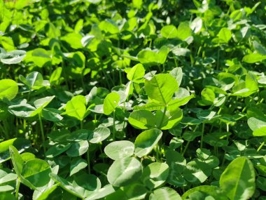 Güneşli bir günde taze yonca tarlası. Yaprakların üzerine temiz şeffaf su damlaları. Güneş parlıyor. Soyut doğal HD video arka plan. Doğal arka plan, küçük yeşil trefolil, Aziz Patrick Günü 'nün doğal arka plan sembolü..