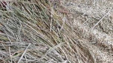 Paddy 'yi tahta sopayla dövmek, elle yapılan işlerde tahıl dökmek. Pirinç bitkileri, hasat mevsimi, pirinç krizi kavramı. Tarım ve tarım kavramı.