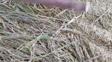 Paddy 'yi tahta sopayla dövmek, tahıl dökmek elle yapılan çalışmalar pirinç bitkileri, hasat mevsimi, pirinç krizi kavramı. Tarım ve tarım kavramı.